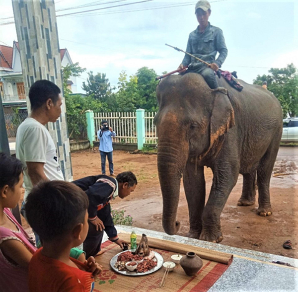 Đưa voi Khăm Phanh vào trung tâm bảo tồn