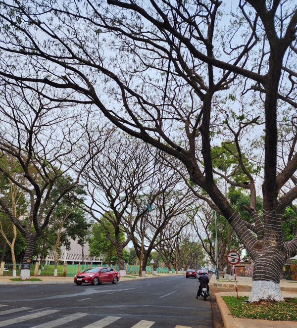 Tuyến đường thơ mộng ở Buôn Ma Thuột sẽ trở thành phố cà phê miễn phí
